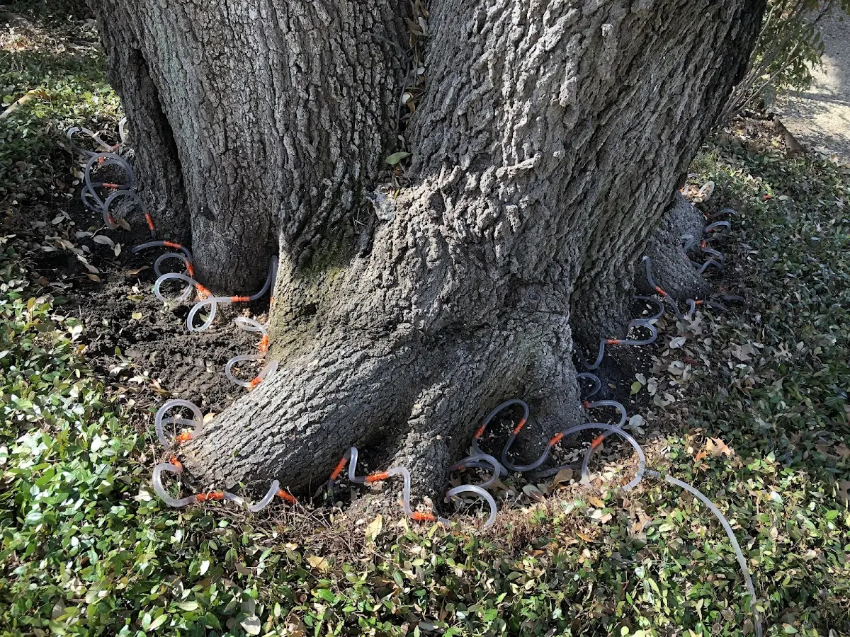 Detailed Tree Cabling and Bracing job site in New Knoxville