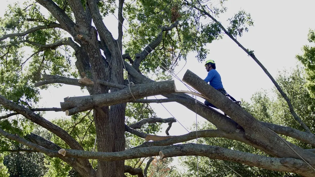 Professional Hazardous Tree Removal performed by certified arborists in New Knoxville