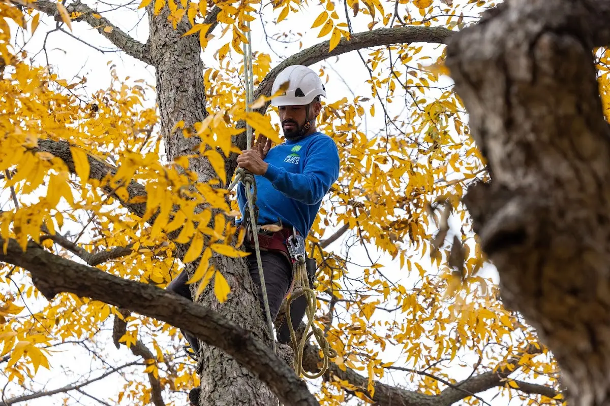 Skilled Tree Planing crew working in New Knoxville
