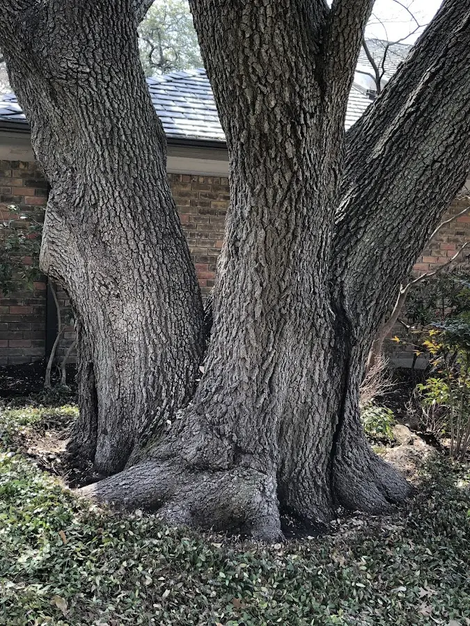 Mature heritage tree close to a New Knoxville property cared for by certified arborists