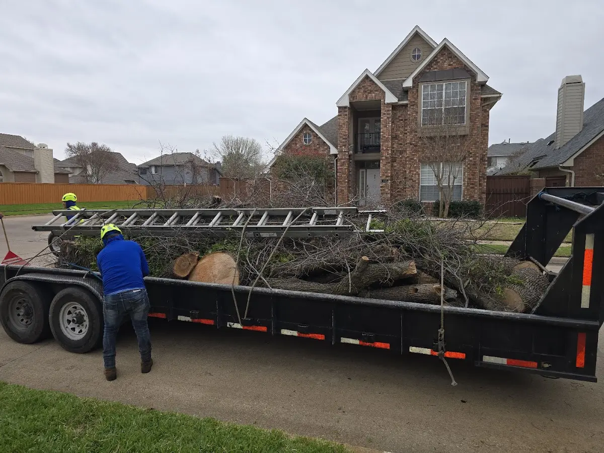 Expert Tree Removal with proper safety equipment in New Knoxville